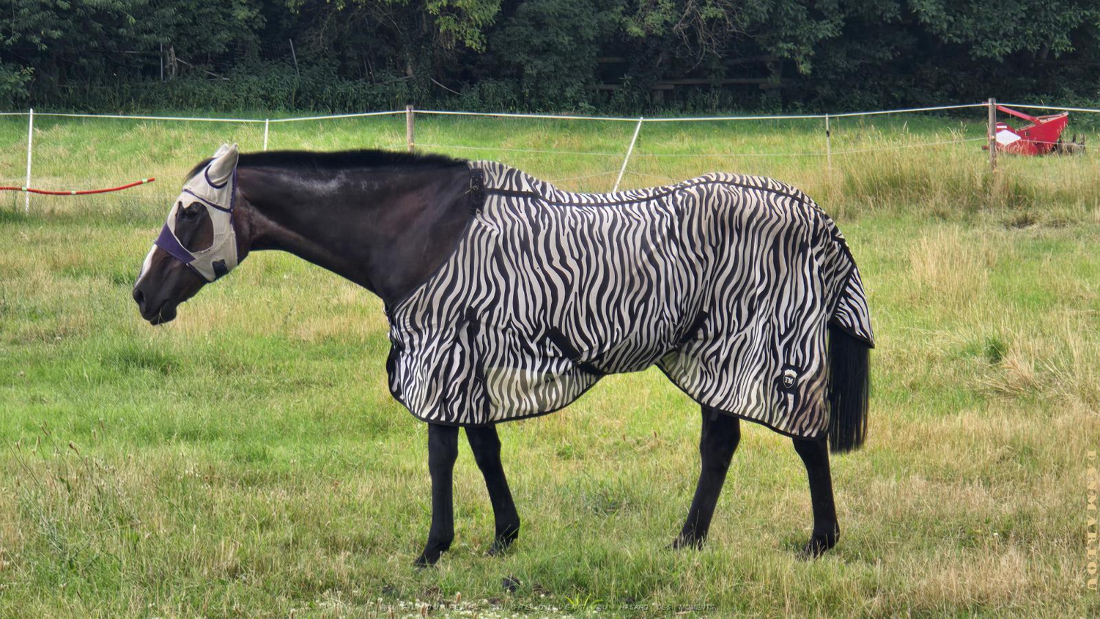 20250627_162122 faux zebre.jpg
